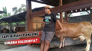 Download lagu The Heat Type in Cows Can Change‼️You Have to Be Careful Not to Miss the Cycle‼️ mp3 Download lagu The Heat Type in Cows Can Change‼️You Have to Be Careful Not to Miss the Cycle‼️ mp3