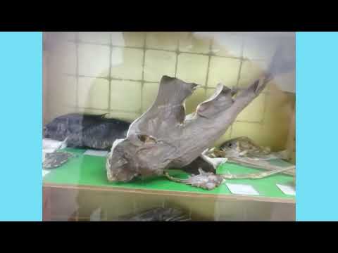 海洋生物の私設博物館設立サポートなど致します イメージ1