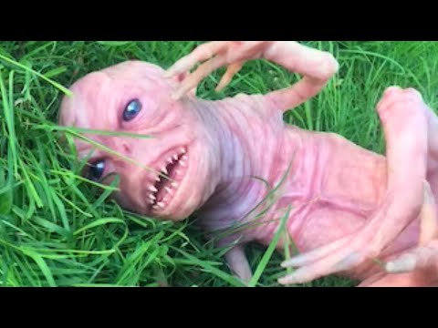 Echte Aufnahmen unbekannter Kreaturen, die niemand identifizieren kann