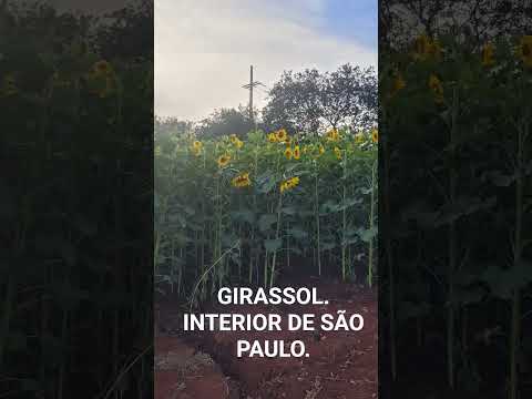 Girassol 🌻. Bem aqui pertinho, Cerquilho,  interior de São Paulo.