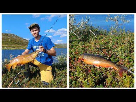 VALTAVA TAIMEN POHJOIS-NORJAN TUNTURILTA // FINNMARK 2024