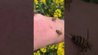 Una forma sencilla de eliminar las picaduras de abejas 🐝