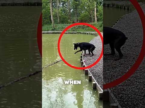 This Smart Dog Knew Exactly How to Get the Stick! 🐶🪵