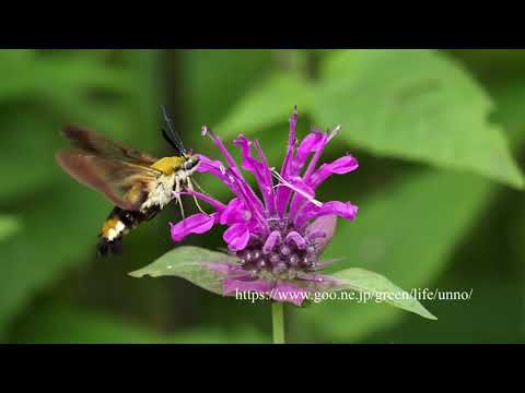 モナルダに来たチョウ　Monarda attract butterflies