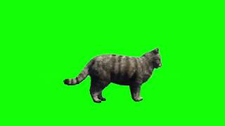 Cat Running Green Screen Effects Video  Running Ca