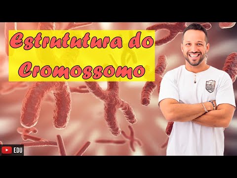 Chromosome Structure - Chromosome Regions - Concept and Functions - Cell Nucleus - Cytology