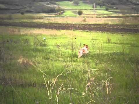 Nedeljno popodne-trening kerova, lovci Prcilovica 9