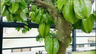 How to Grow Star Fruit Tree in Pot - Complete Growing Guide