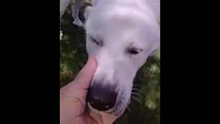 Video preview image #1 Great Pyrenees Puppy For Sale in Spring, TX, USA