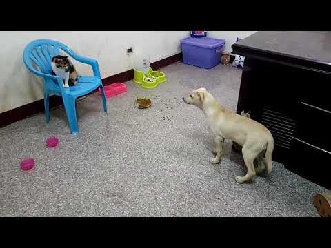 Kathia is good with cats