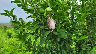 Baby bird learning to fly