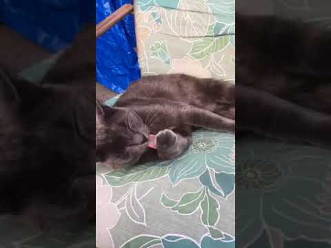 Russian Blue Cat Cleaning Himself