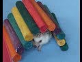Guinea Pig vs Hedgehog Which One is Best for You ...