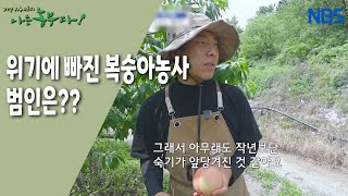 [청목 씨의 도도한 귀농생활] 복숭아 수확의 변곡점, 기후!