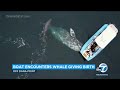 Video captures gray whale giving birth to calf off coast of Dana Point