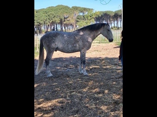 Castrone Lusitano In vendita 2015 Grigio