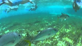 preview picture of video 'Snorkeling Hol Chan & Shark Ray Alley - San Pedro, Belize - GoPro Hero 2'