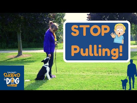 Why Your Dog Is Still Pulling on Leash And How To Fix It #73