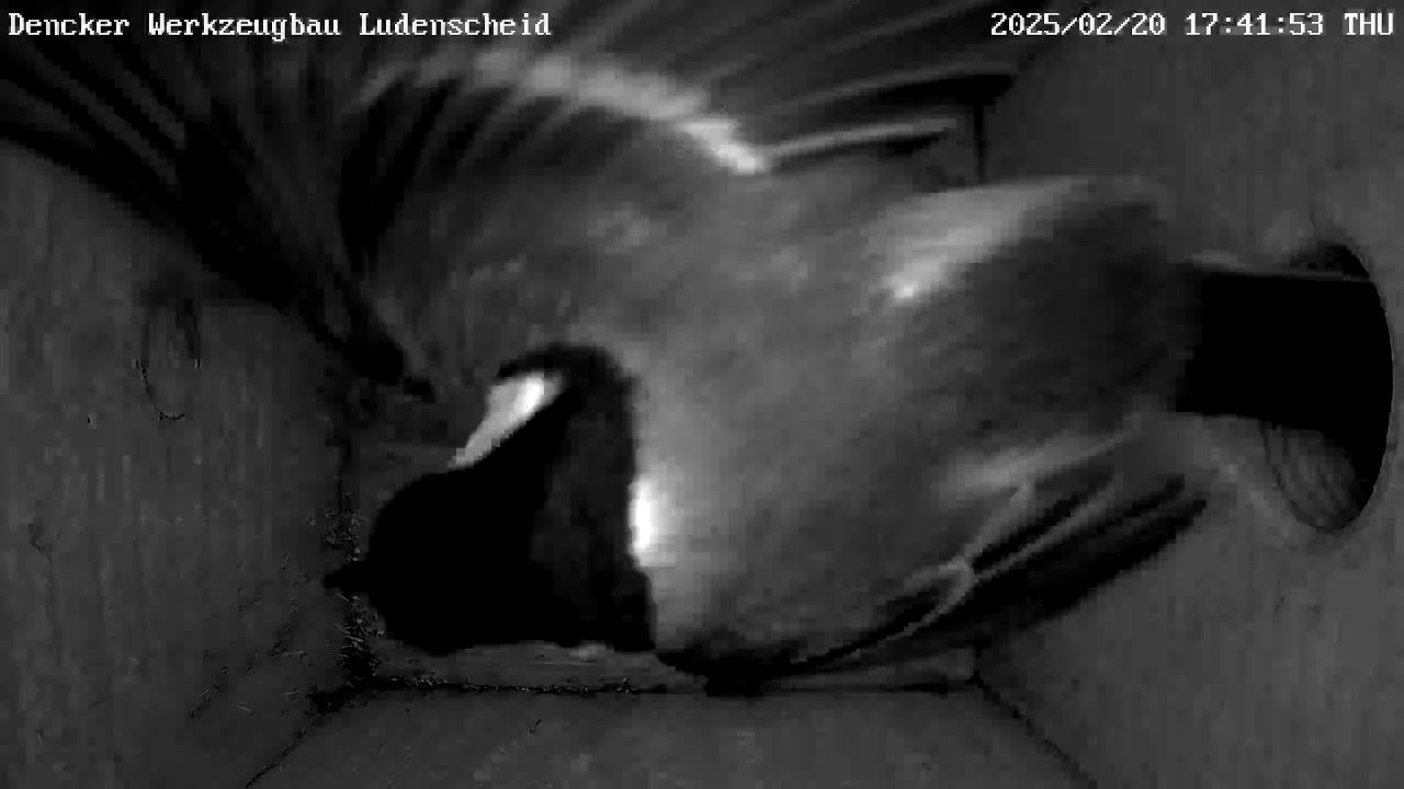 Die Gaga-Blaumeise bekommt Hausverbot!