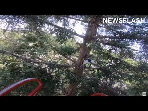 Moment Firefighter Rescues Kitten Stuck 60 Feet Up Tree