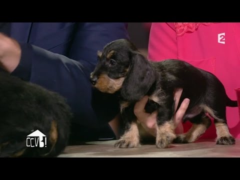 [ANIMAUX] Le Teckel à poil dur #CCVB