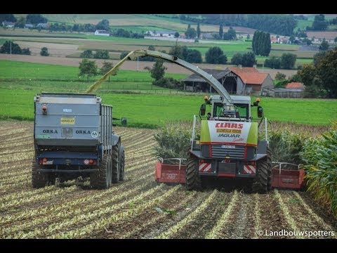 Claas Jaguar 900 mais hakselen 2013 - Verhelst uit Zulzeke