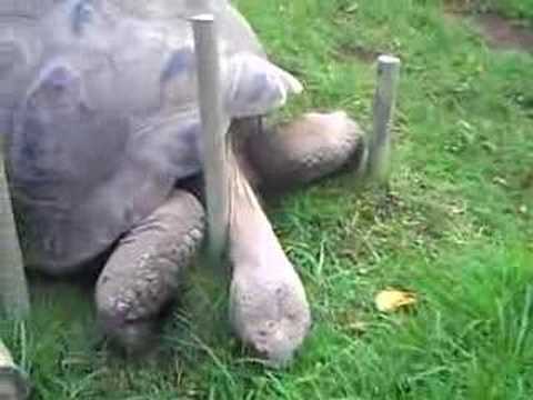 Ze Tortoise, what a majestic beast.....