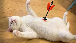 The Funniest White Cats Compilations Ever
