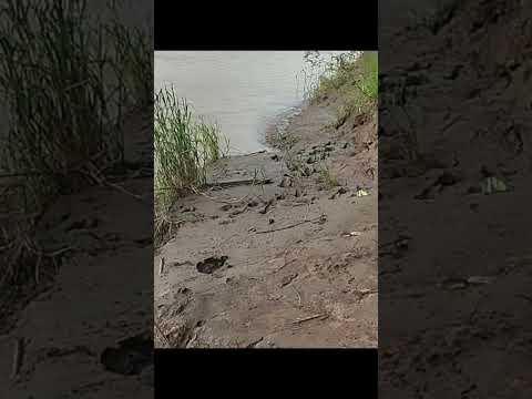 Lluvia en Rio Tambopata, Madre de Dios