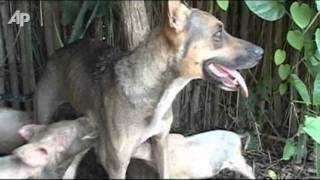 Raw Video: Farm Dog Nurses Piglets in Cuba