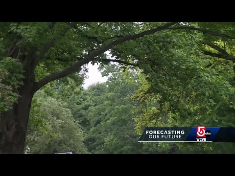 Climate change is bad news for common New England trees