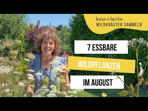 7 edible wild plants you should definitely collect in August