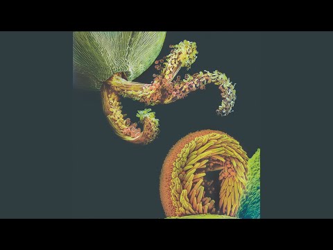 Detroit liegt am Bodensee (Alessandro Crimi Rework)