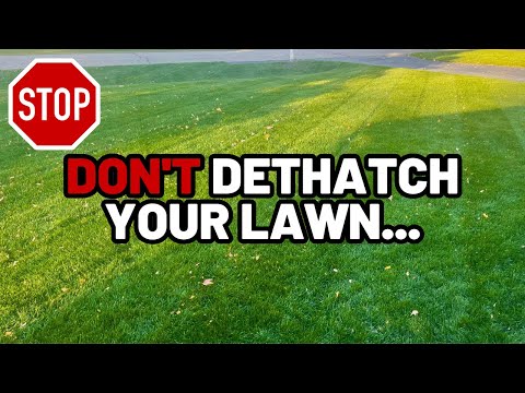STOP: You probably DON'T need to dethatch your lawn