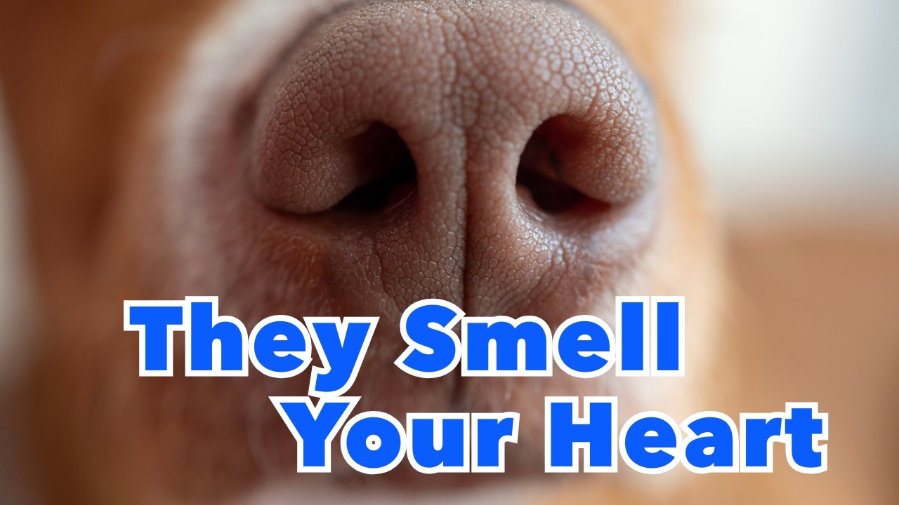 The Invisible World: What Your Dog’s Nose Reveals About You