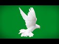 Green Screen Pigeon Flying Pigeon Green Screen Video White Dove Green Screen Hd