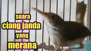 Download lagu prenjak bawah betina bunyi ciang ciang mp3 Download lagu prenjak bawah betina bunyi ciang ciang mp3