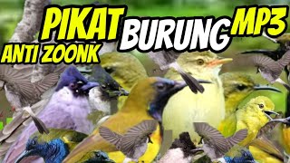 Download lagu suara pikat semua jenis burung kecil paling ampuh durasi panjang || mp3 suara burcil ribut mp3