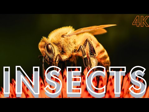 The Insects World - 4K Ultra HD