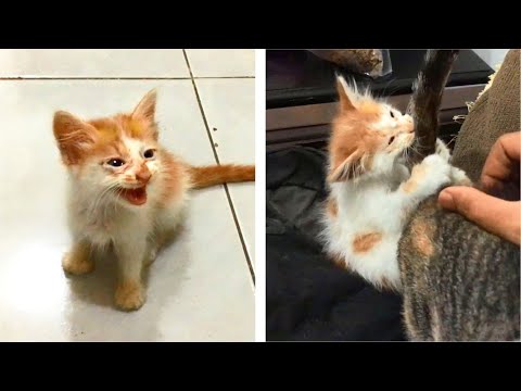 The Rescue Kitten Meowing Loud Demands Attention After Eating On 3rd Day After Rescue, Cats Meowing