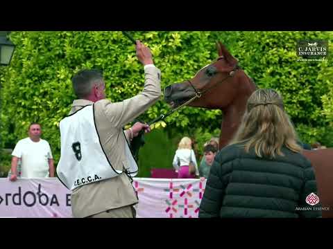 N 8 LAA ALLEGRA   Spanish Nationals 2023   Yearling Fillies Class 1B