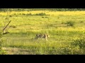 Lion King