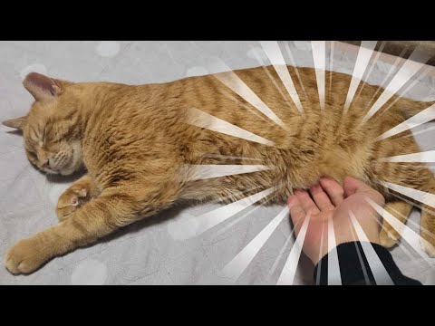 자고 있는데 뱃살 만졌더니 고양이 반응