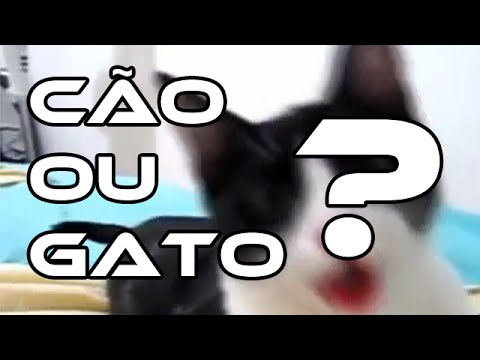 Gato pensando que é cachorro