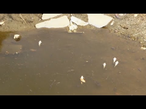 Në Ferizaj edhe peshqit ngordhin nga thatësia - 04 Gusht 2021 - RTV TEMA