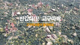 반갑다!  진율미 밤 고구마싹,  예쁜 고구마모종과 함께 올라오는 제초작업