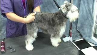 Schnauzer Grooming at www.OnlineGroomingSchool.com.  Take a Free Test Drive!