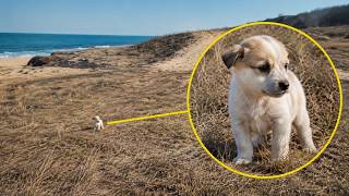 Small Puppy Was Found by the Ocean and we Couldn't Leave Him