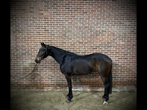 Rico's MCLaren: TOTAL MCLAREN x OSCAR - 2021 gelding