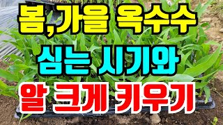 벌레없이 알 꽉찬 옥수수 봄부터 가을까지 맛있게 먹는 방법과 재배법